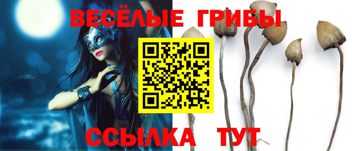 Галлюциногенные грибы Psilocybe Щёлково